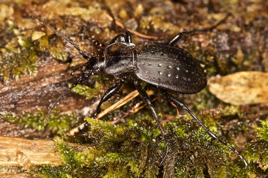 Carabus hortensis